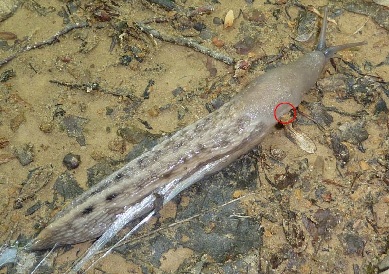 Limax aldrovandi Moquin-Tandon 1855 dal Lago Brasimone